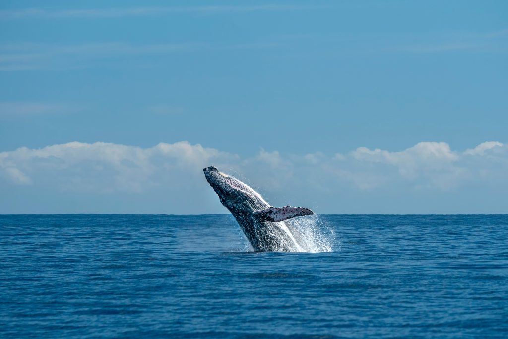 Humpback Whale Season in Puerto Vallarta - Olas Altas Suites